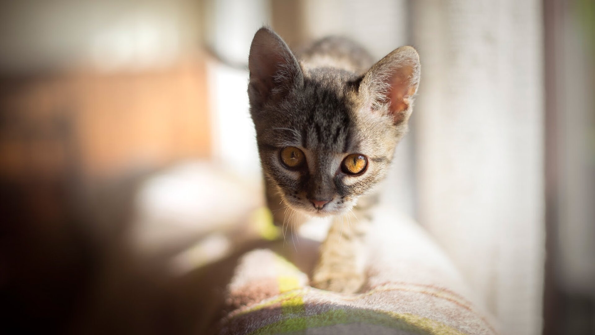 跨国血脉与欧冠神迹,非洲足球的无声革命