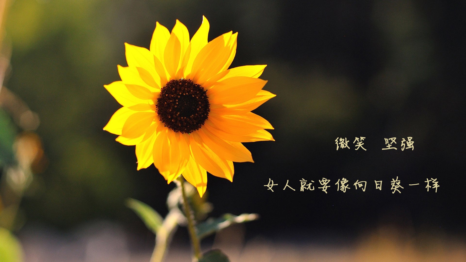 篮球界的欧冠决赛,尼克斯绝杀北京队的焦点之战