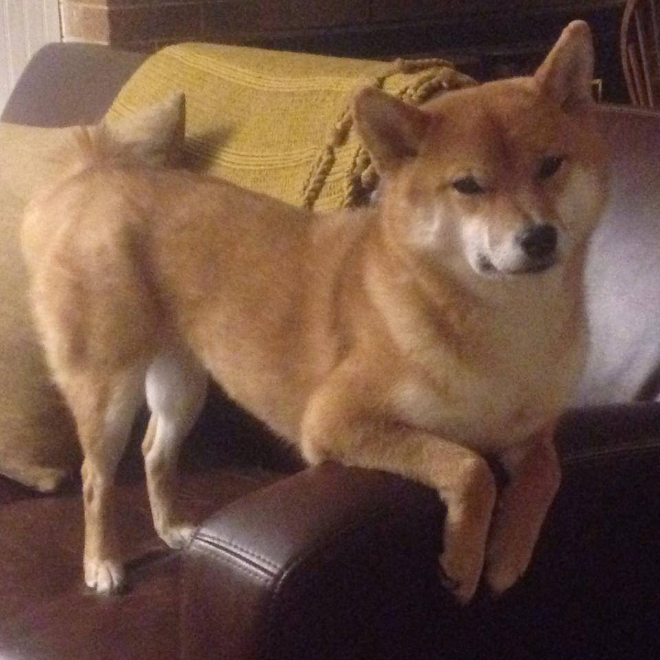 开云体育官网-三柱火焰，当F1揭幕战的夜幕被赖斯点燃