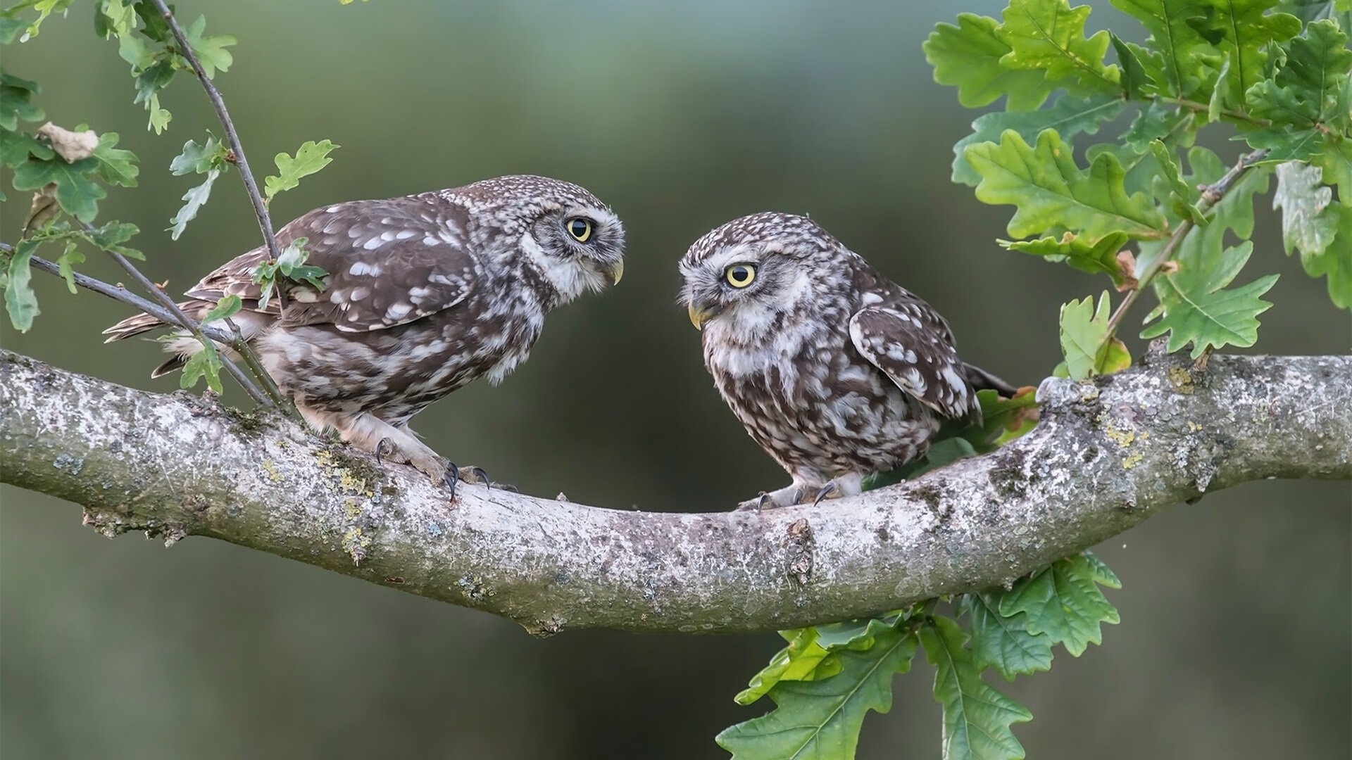 开云体育平台APP-狂胜之夜，那不勒斯横扫皇马，C罗巨星光芒依旧