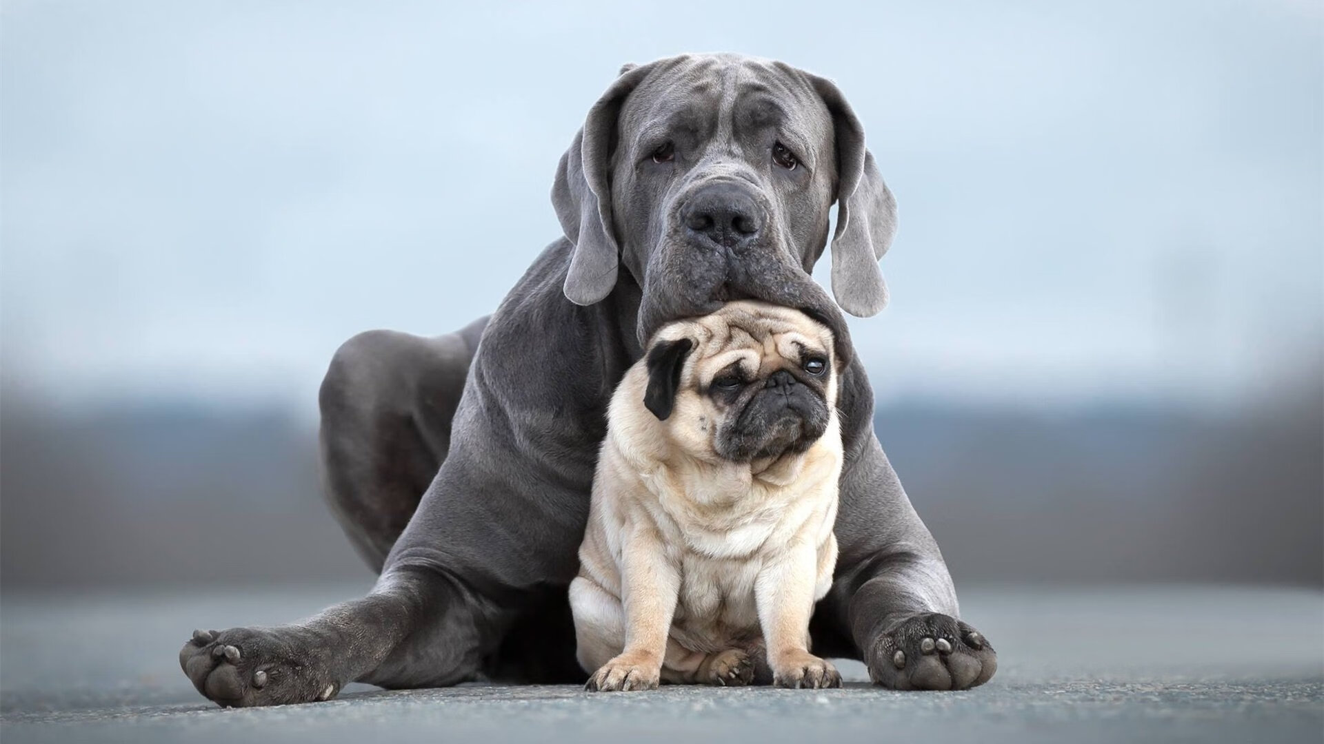 伊比利亚征服战!葡萄牙血拼皇家社会,托尼一箭定江山成胜负手