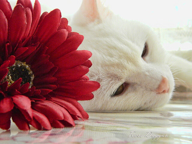 开云体育平台APP-一球定乾坤，英格拉姆压哨绝杀，雄鹿惊险逆转篮网