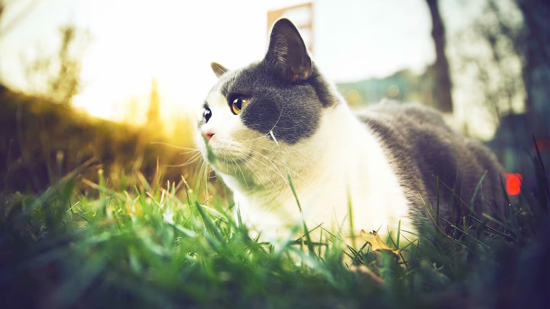 桑巴神韵的欧冠回响，在极致的功利足球时代，内马尔用一脚写意弧线完成对计算的神圣背叛