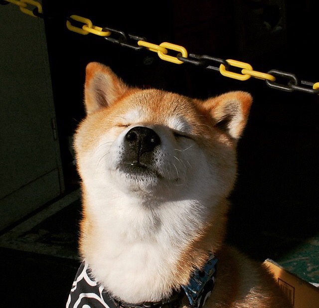 开云体育官网-NBA季后赛之夜，当锡安的每一次起跳都是破茧之声