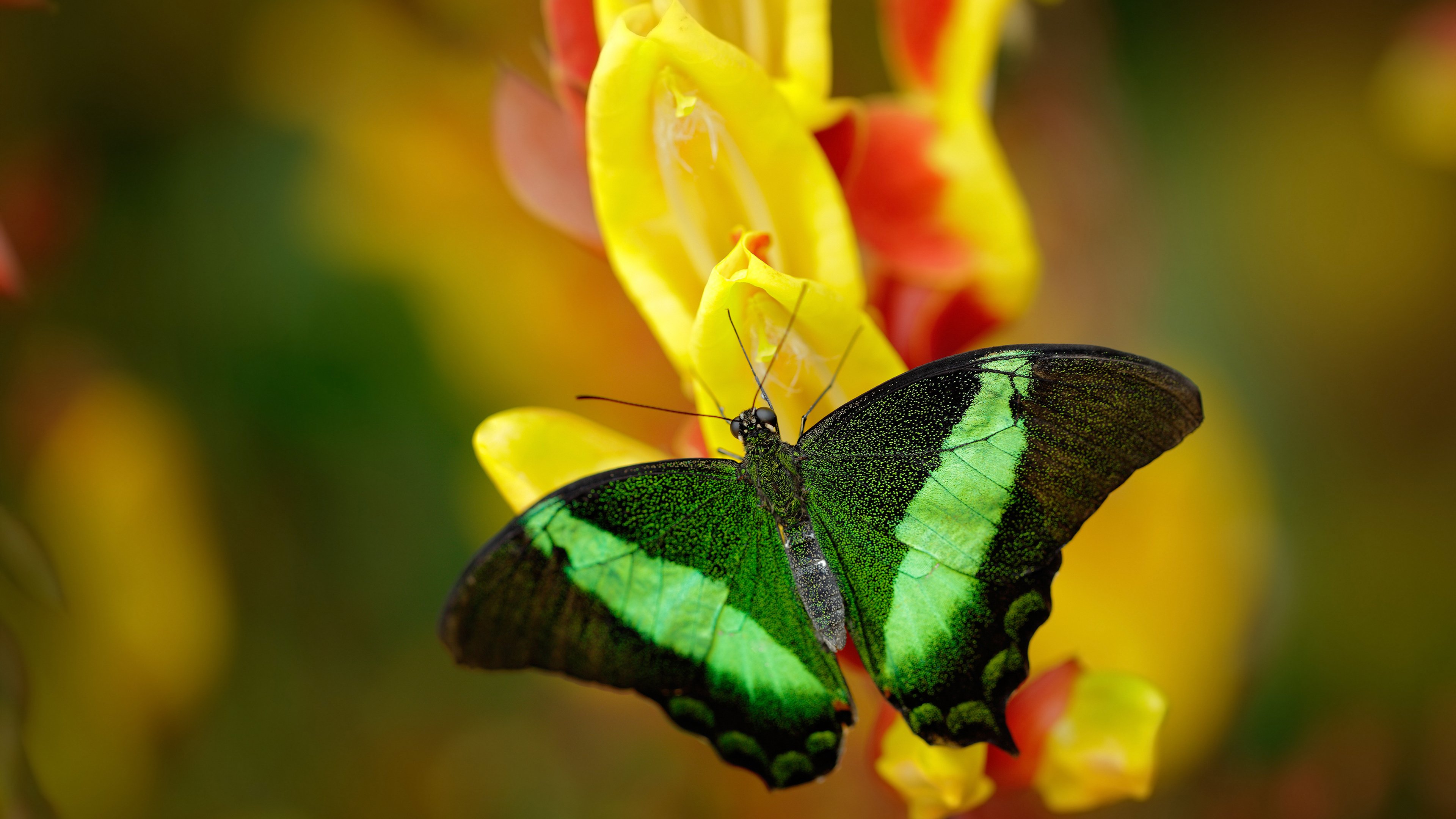 当吉林队打出约基奇式进攻，流畅传导撕裂北京防线