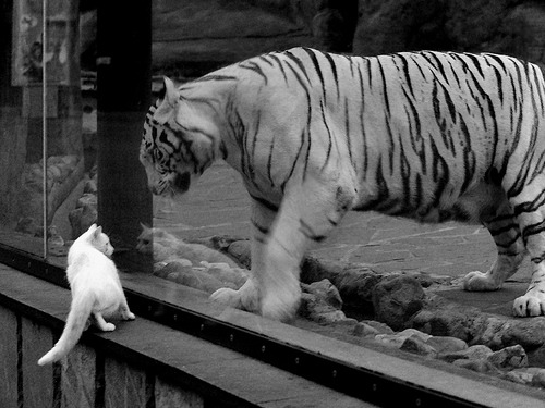 当吉林队打出约基奇式进攻，流畅传导撕裂北京防线