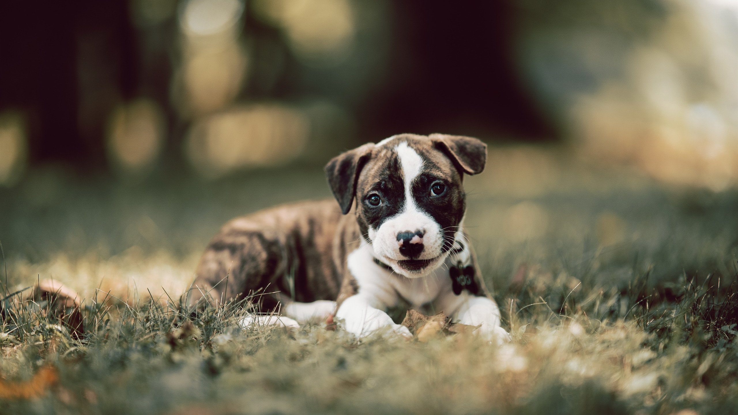 绿茵场的非对称美学，当加纳制霸韩国，穆勒在另一端无人可挡