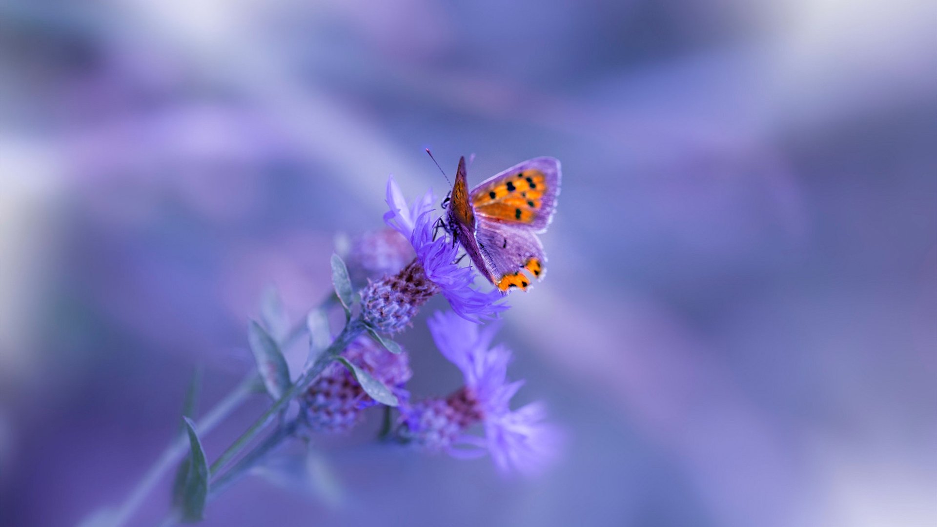 神祇降临,当C罗在玻利维亚对阵委内瑞拉的球场上空高能输出