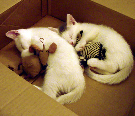 西亚卡姆43分摧毁魔术禁区，最佳球员？这道题拒绝其他答案